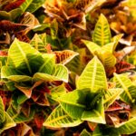 Light and croton
